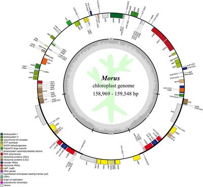 Comparative and phylogenetic analyses of the chloroplast genome reveal the taxonomy of the Morus genus